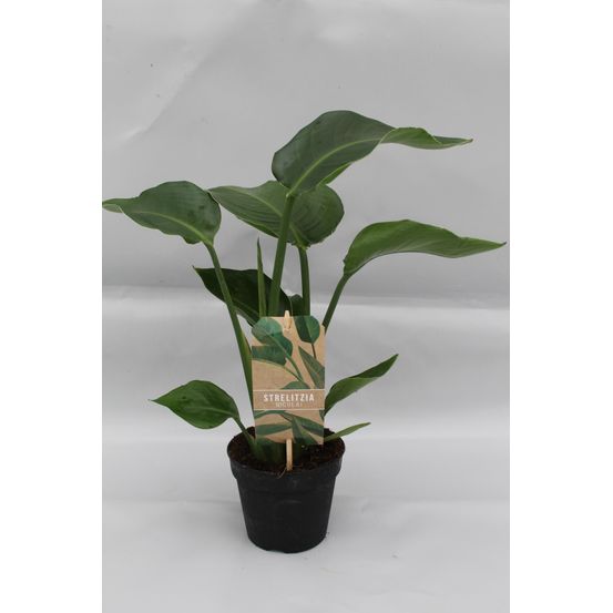 Strelitzia nicolai p13 - ø13cm - ↕35cm - plantes d'intérieur