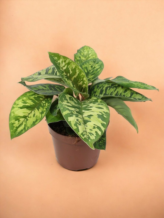 Homalomena wallisii camouflage