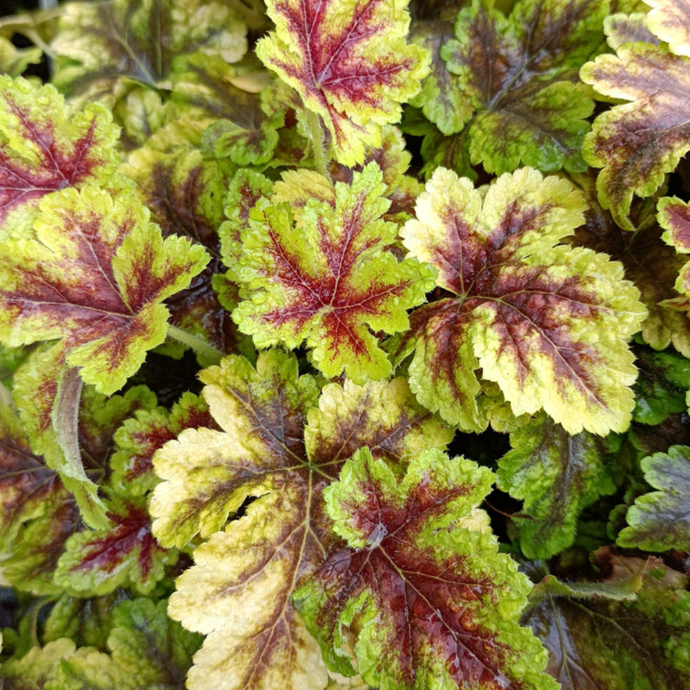 Heucherella 'golden zebra'' godet de 8/9 cm