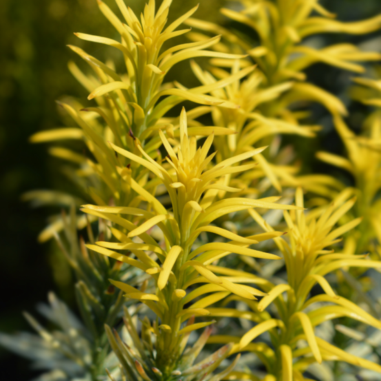 If à prunes korean gold - cephalotaxus harringtonii korean gold 30/40cm pot 2,5l