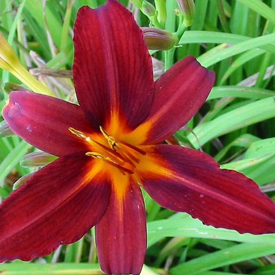 6 x lis d'un jour 'flaming sword' - hemerocallis 'flaming sword' - godet 9cm x 9cm