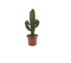 Cactus opuntia consolea h-40/60 cm