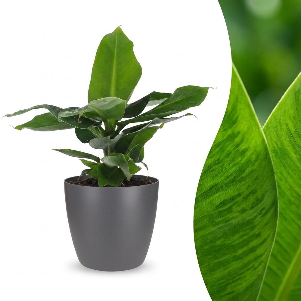 Musa oriental dwarf - bananier nain oriental - pot de 12cm