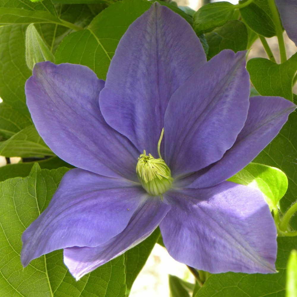 Clématite fuji musume pot de 3l - echelle bambou 60/120 cm