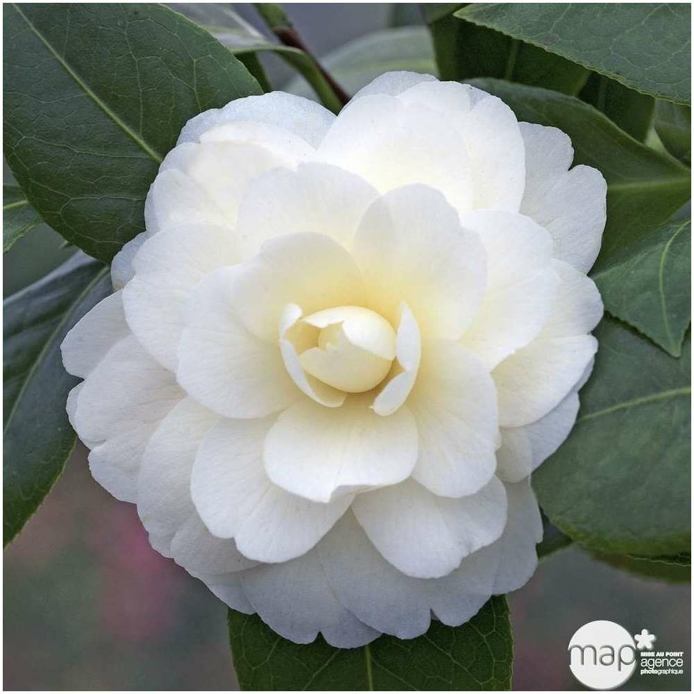 Camellia 'dalhonega' : 2 litres (blanc jaunâtre)