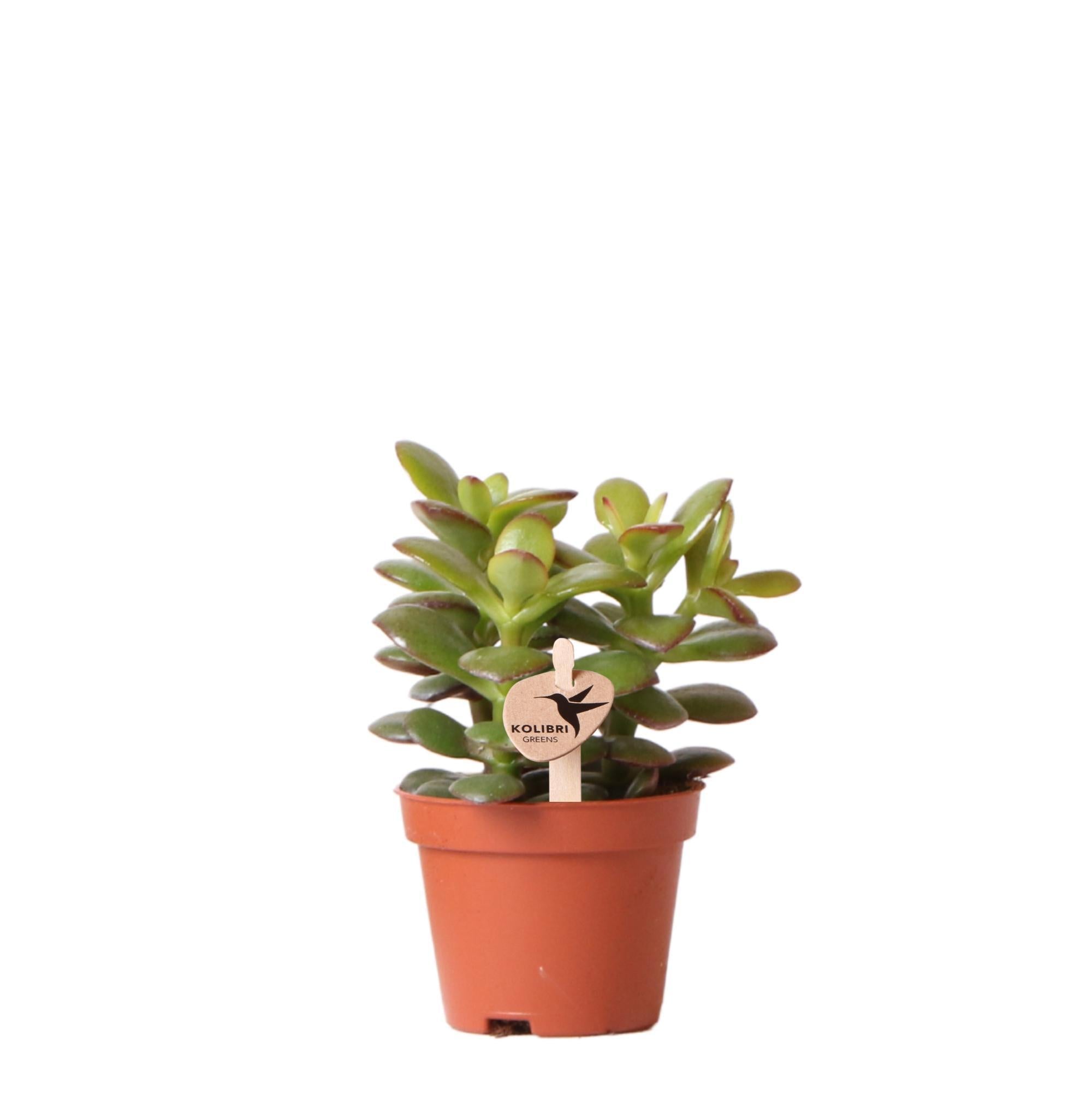 Crassula minor h11cm - succulente