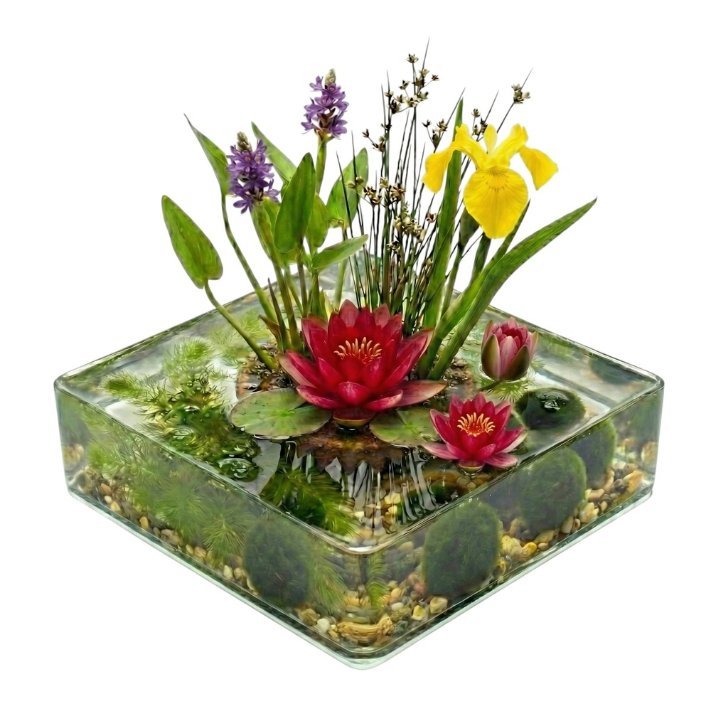 Kit complet pour mini-bassin rouge 25-90 l - 11 plantes, sans pompe
