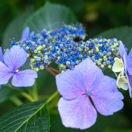 Hortensia serrata bluebird - hydrangea serrata bluebird 20/30 cm pot 3l
