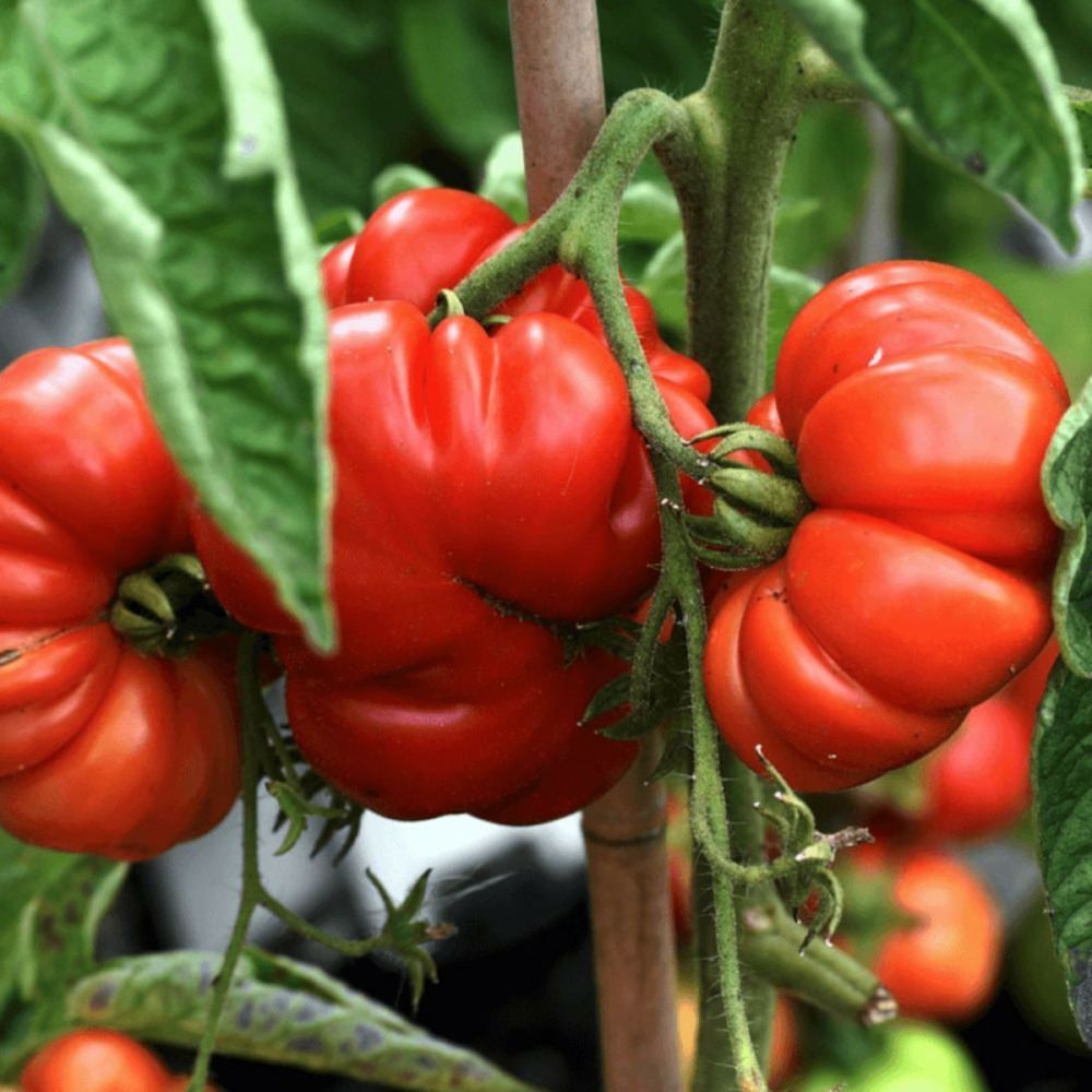 Plant de tomate marmande godet