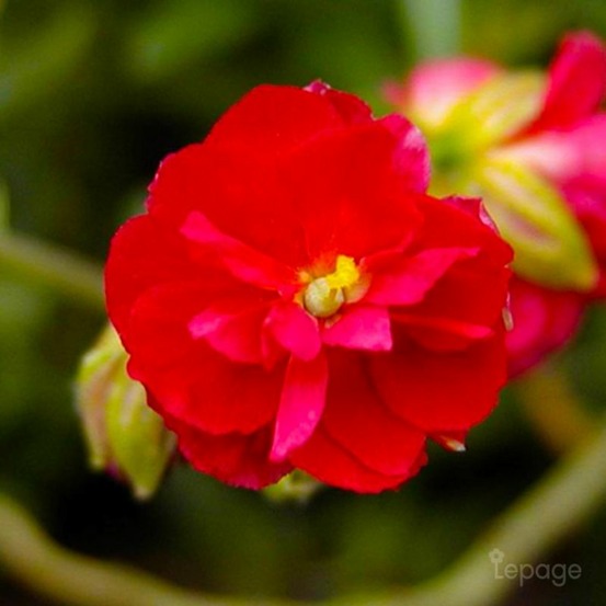 2 Hélianthèmes 'Cerise Queen' (Helianthemu…