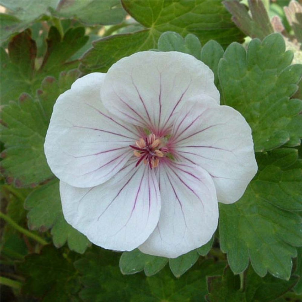 Géranium vivace 'combland white' mini-motte ø 3/4 cm (par 3)