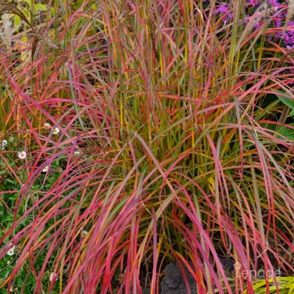3 herbes à eléphant 'little miss' (miscanthus sinensis)