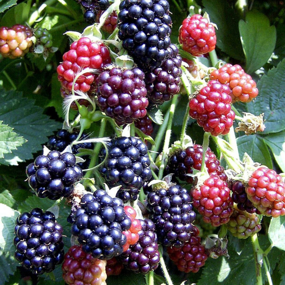 Mûre thornfree pot de 1,5l - tuteur bambou 30/60 cm