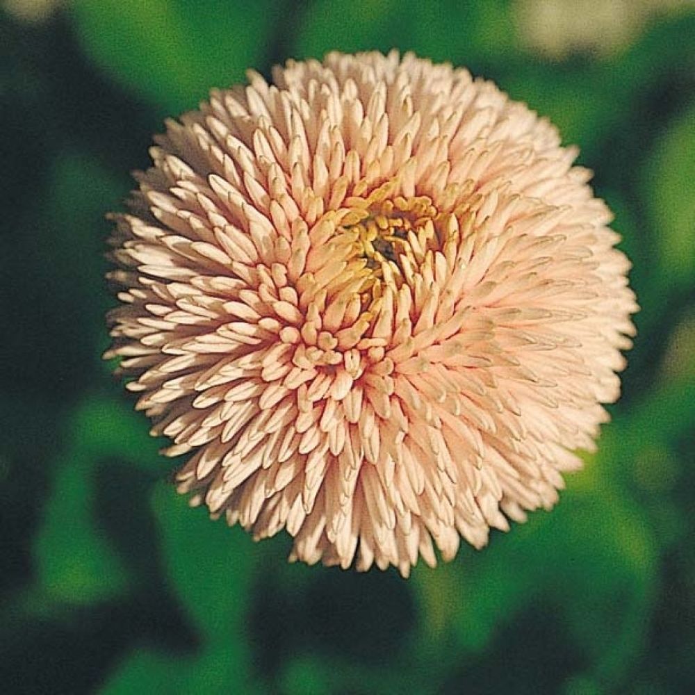 Paquerette 'robella' mini-motte ø 1,5/2,5 cm, plant vert de 3 à 5 cm de haut environ (par 5)