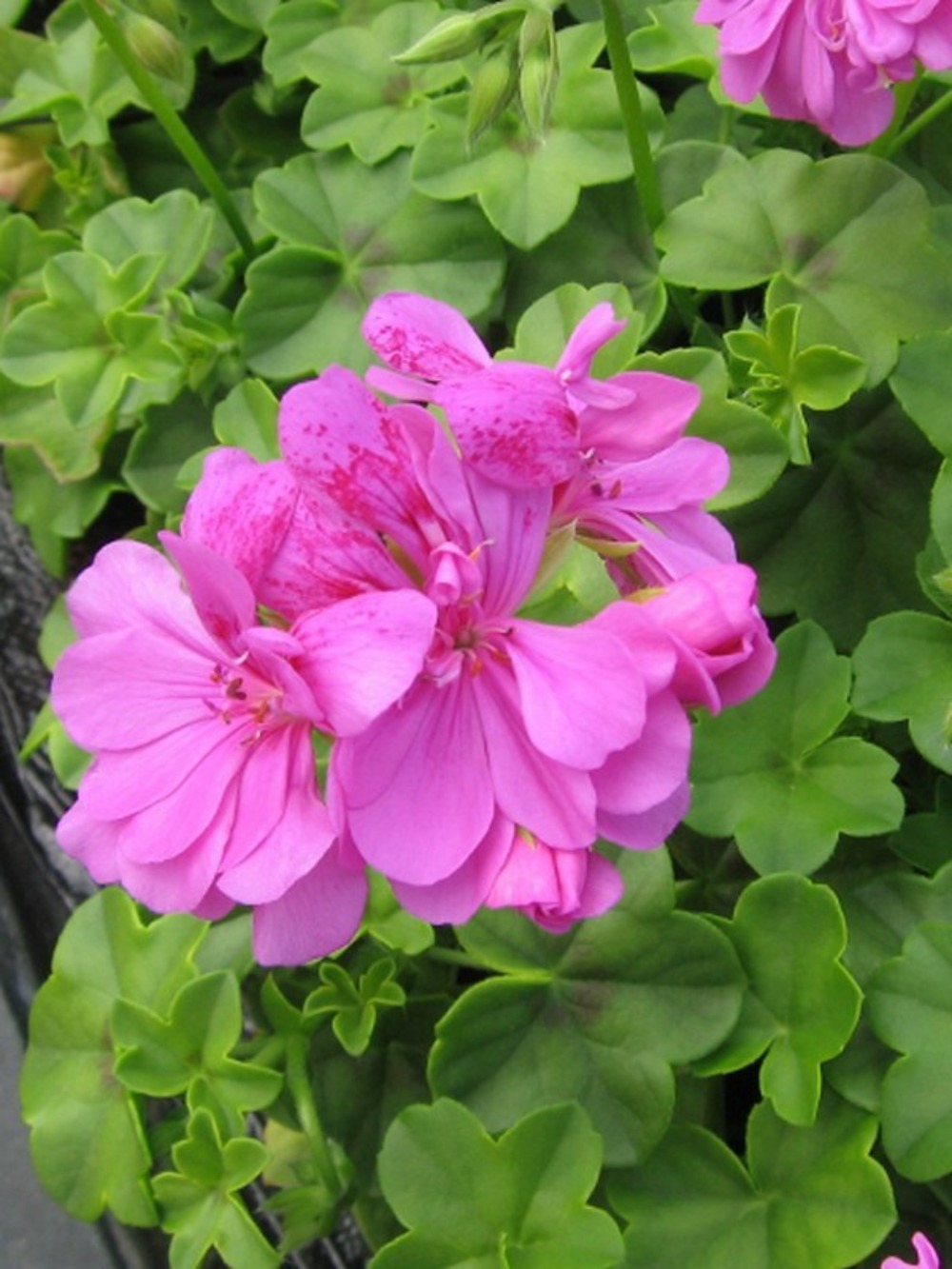 Géranium lierre à fleur double 'amelit' mini-motte ø 3/4 cm, livré en plant vert de 5 à 10 cm de hauteur (par 5)