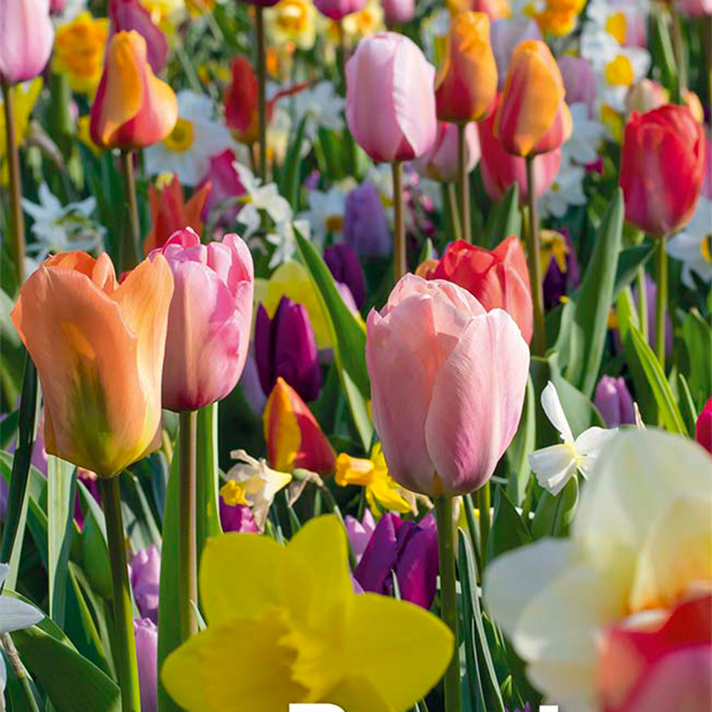 Mélange de 50 - beauty mix - mélange de 6 variétés - bulbes à fleurs - pousse de 5 à 55 cm