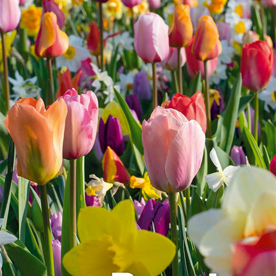 Mélange de 50 - beauty mix - mélange de 6 variétés - bulbes à fleurs - pousse de 5 à 55 cm