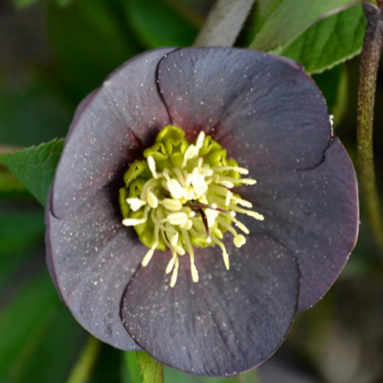 Hellébore orientale wilgenbroek slaty blue lot de 3 godets