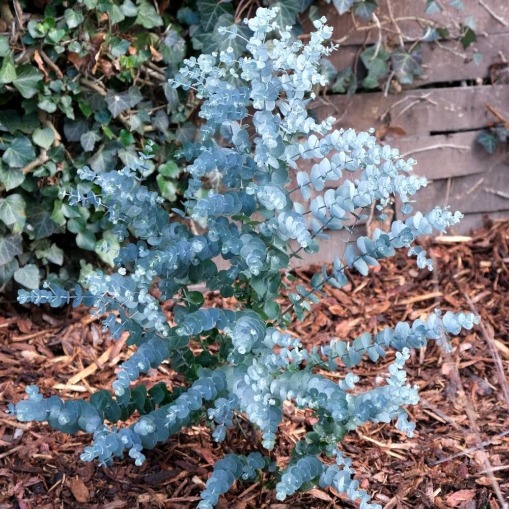 Eucalyptus azura®, gommier cidre pot de 4l - 20/40 cm