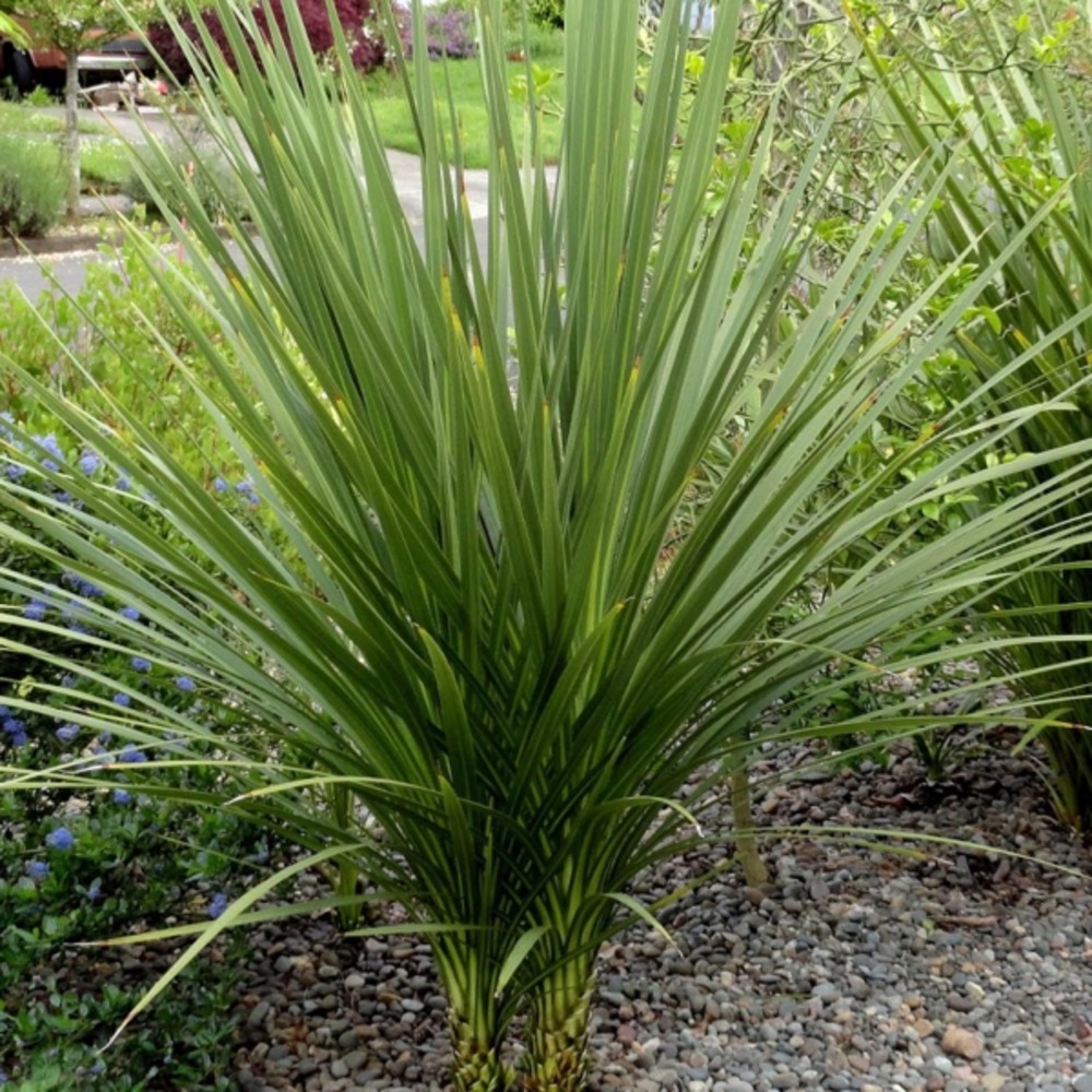 Cordyline indivisa pot de 3l/4l