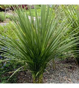 Cordyline indivisa pot de 3l/4l