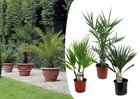 Palmiers d'extérieur - mélange de 3 - pot 15cm - hauteur 50-70cm