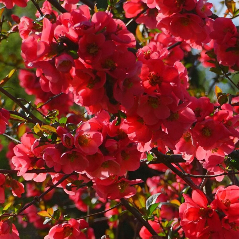 Cognassier du japon rubra grandiflora, chaenomeles pot de 7,5l - 80/100 cm