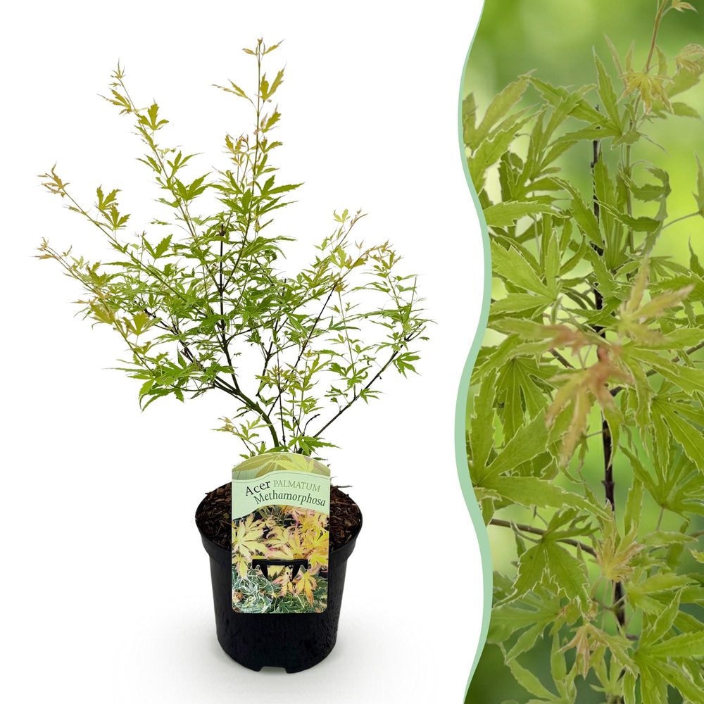 Érable du japon - pot 19 cm - hauteur 70 cm - plante d'extérieur