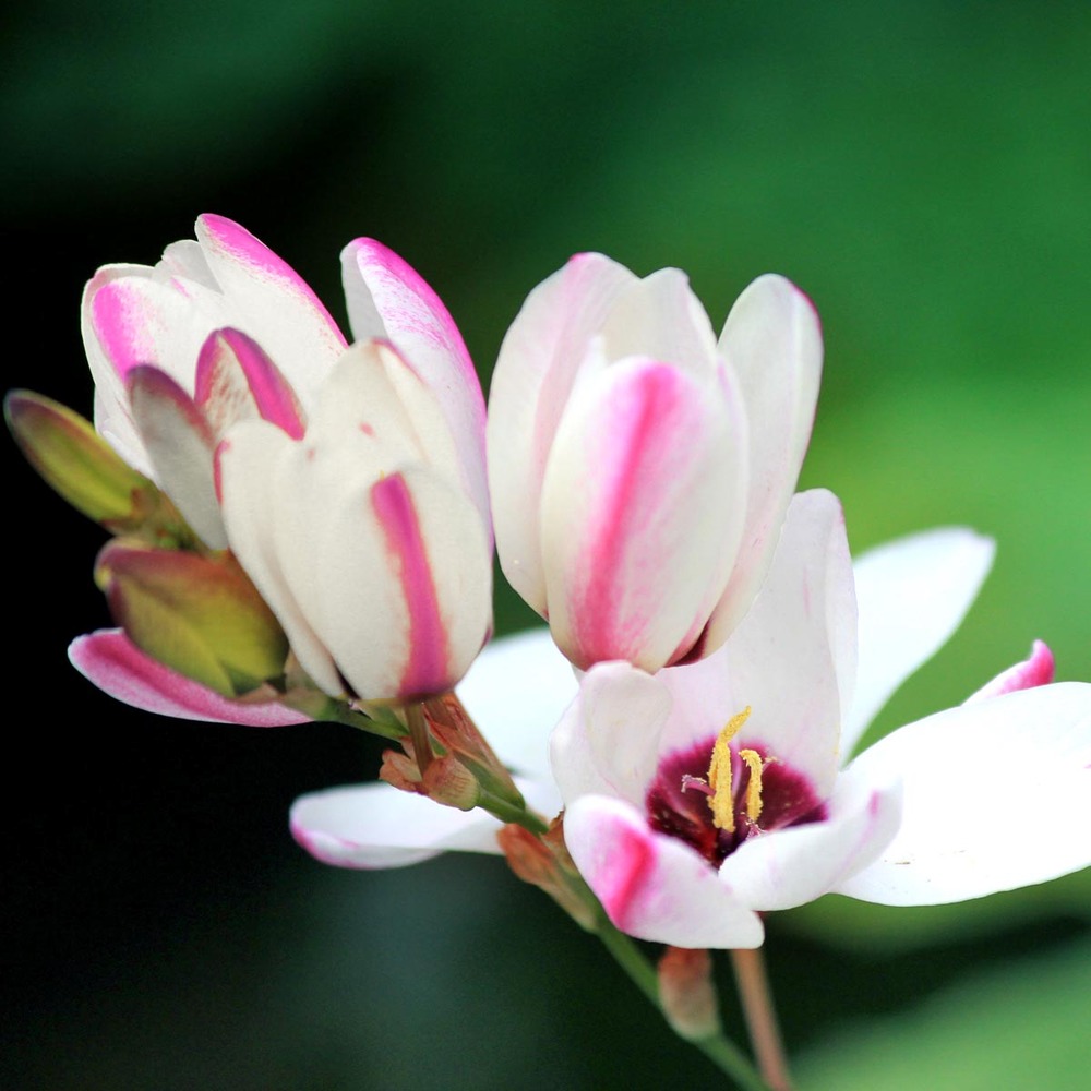 Lis d'afrique 'spotlight' bulbe calibre 5+ (par 10)