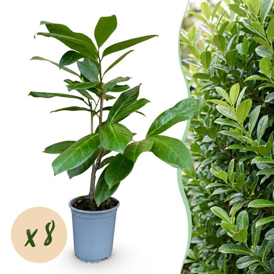 Laurier-cerise rotundifolia - lot de 8 - pot 9 cm - hauteur 25-35 cm - plante d'extérieur