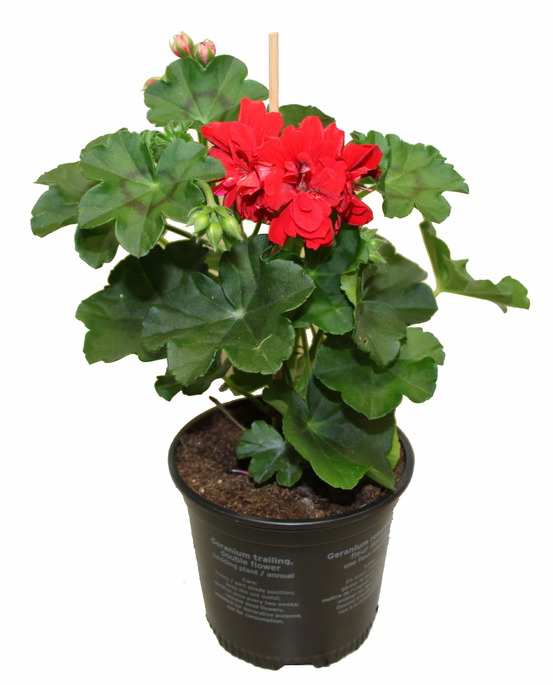 Géranium lierre double rouge pot 10.5cm