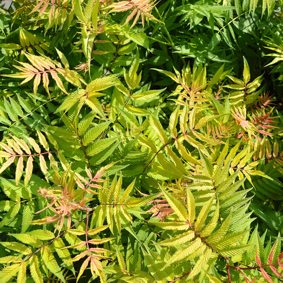 Sorbaria 'matcha ball ' pot de 2l/3l