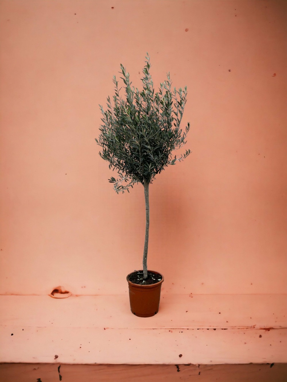 Plante d'intérieur - olivier - olea europaea tronc 160cm
