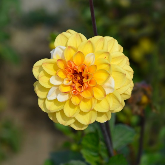 3 dahlias pompon double jill - le sachet de 3 bulbes