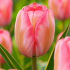 Tulipa design impression - bulbes à fleurs x40 - tulipe - rose - tulipes de hollande