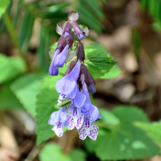 Meehania 'japan blau' godet de 8/9 cm