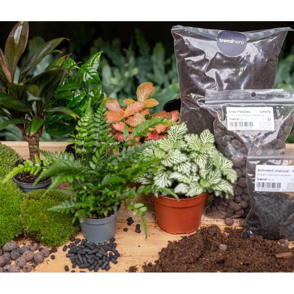 Terrarium recharge et kit de démarrage - jungle - terrarium diy