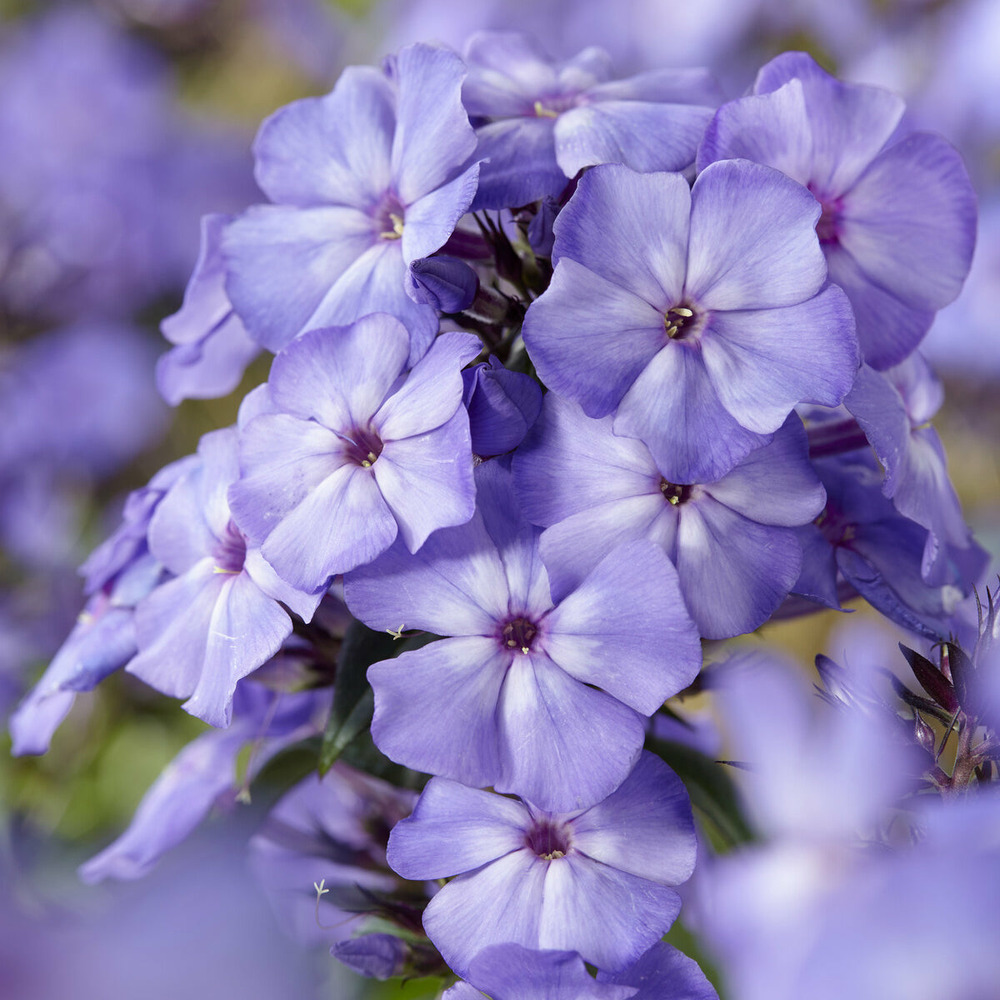 Phlox paniculé blue paradise - le pot / ø 9cm
