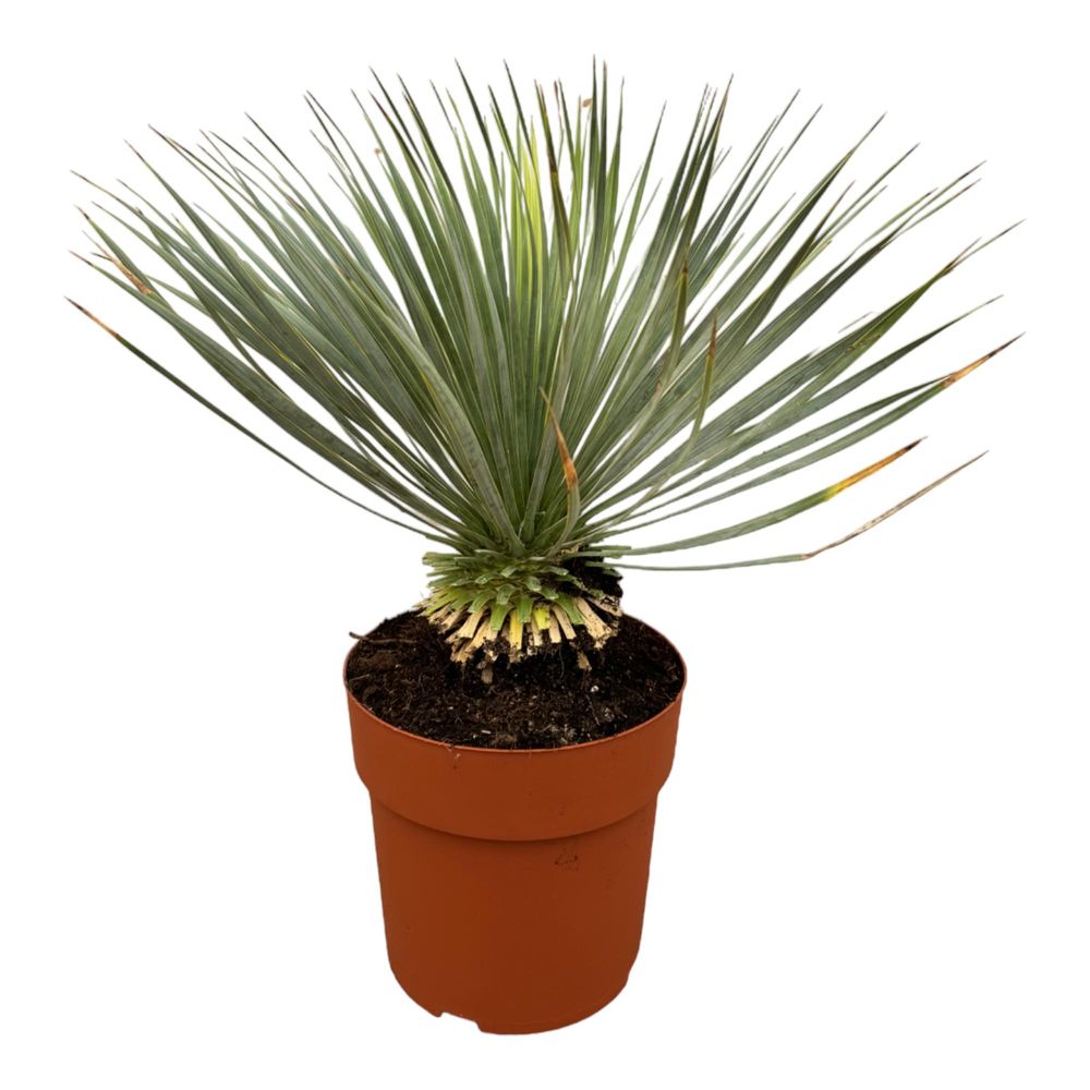 Yucca rostrata - plantes d'intérieur