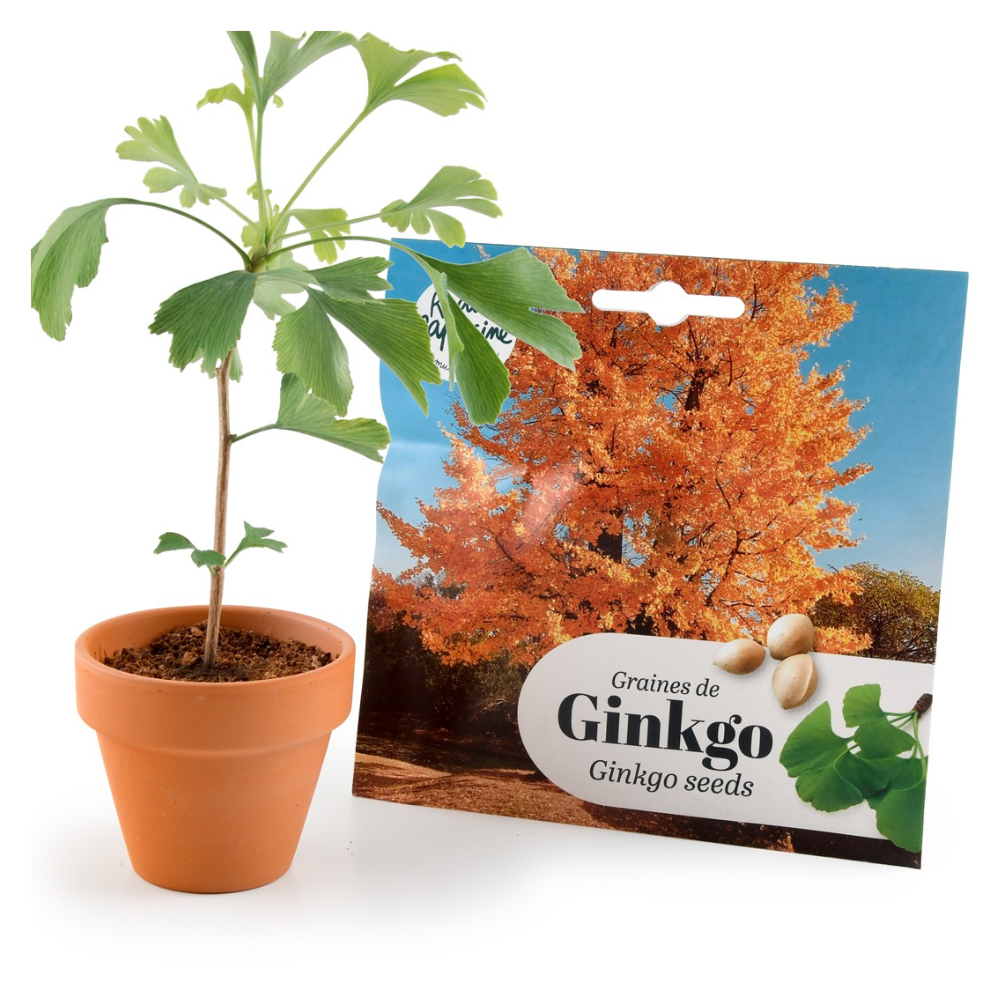 Kit bonsaï - ginkgo