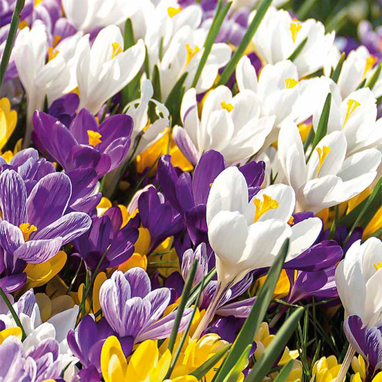 Mélange de 40 - crocus - crocus - mélange de couleurs - bulbes à fleurs - pousse jusqu'à 10-15 cm