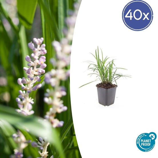 Ophiopogon - herbe aux turquoises 'monroe white' x40 – entre 2,5 et 3,33m2