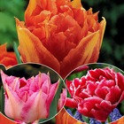 Collection de 30 tulipes doubles murillo, le sachet de 30 bulbes / circonférence 10-11cm