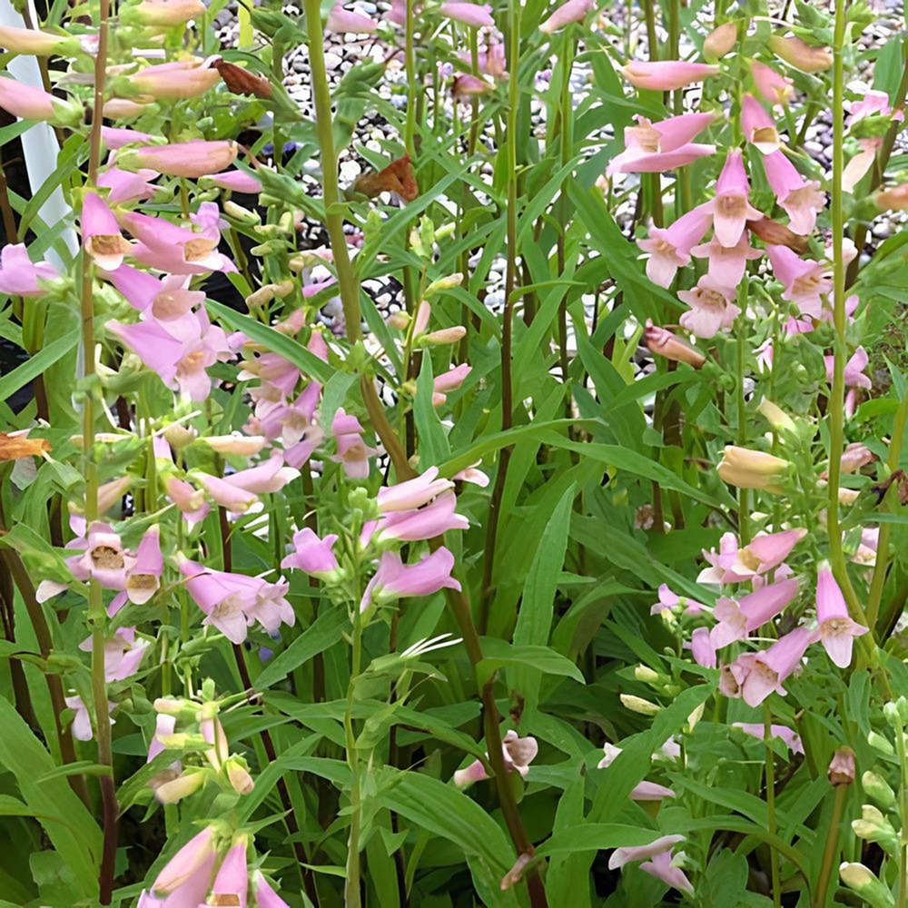 Digitale glory of roundway - le pot / ø 9cm