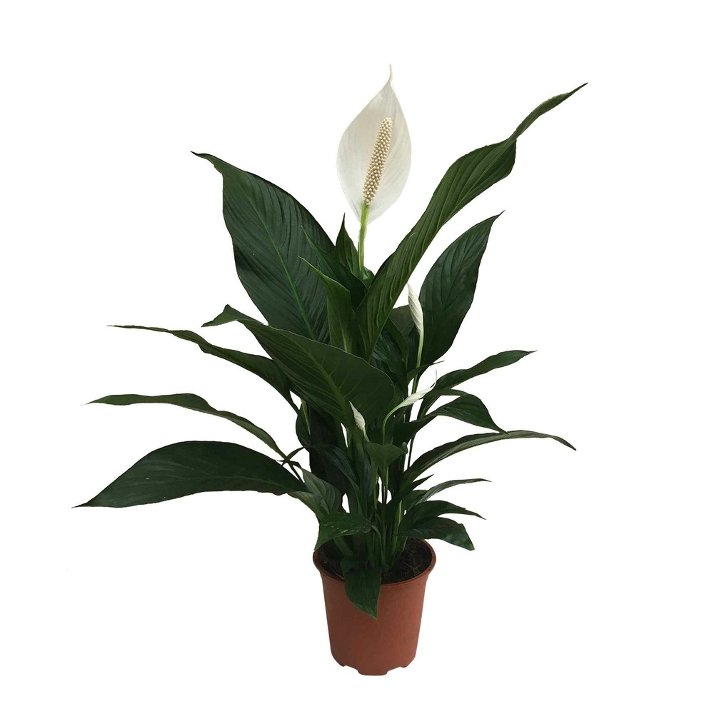 Fleur de lune - spathiphyllum pearl cupido blanc - le pot / ø 17cm / hauteur livrée 70-80cm