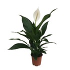 Fleur de lune - spathiphyllum pearl cupido blanc, le pot / ø 17cm / hauteur livrée 70-80cm