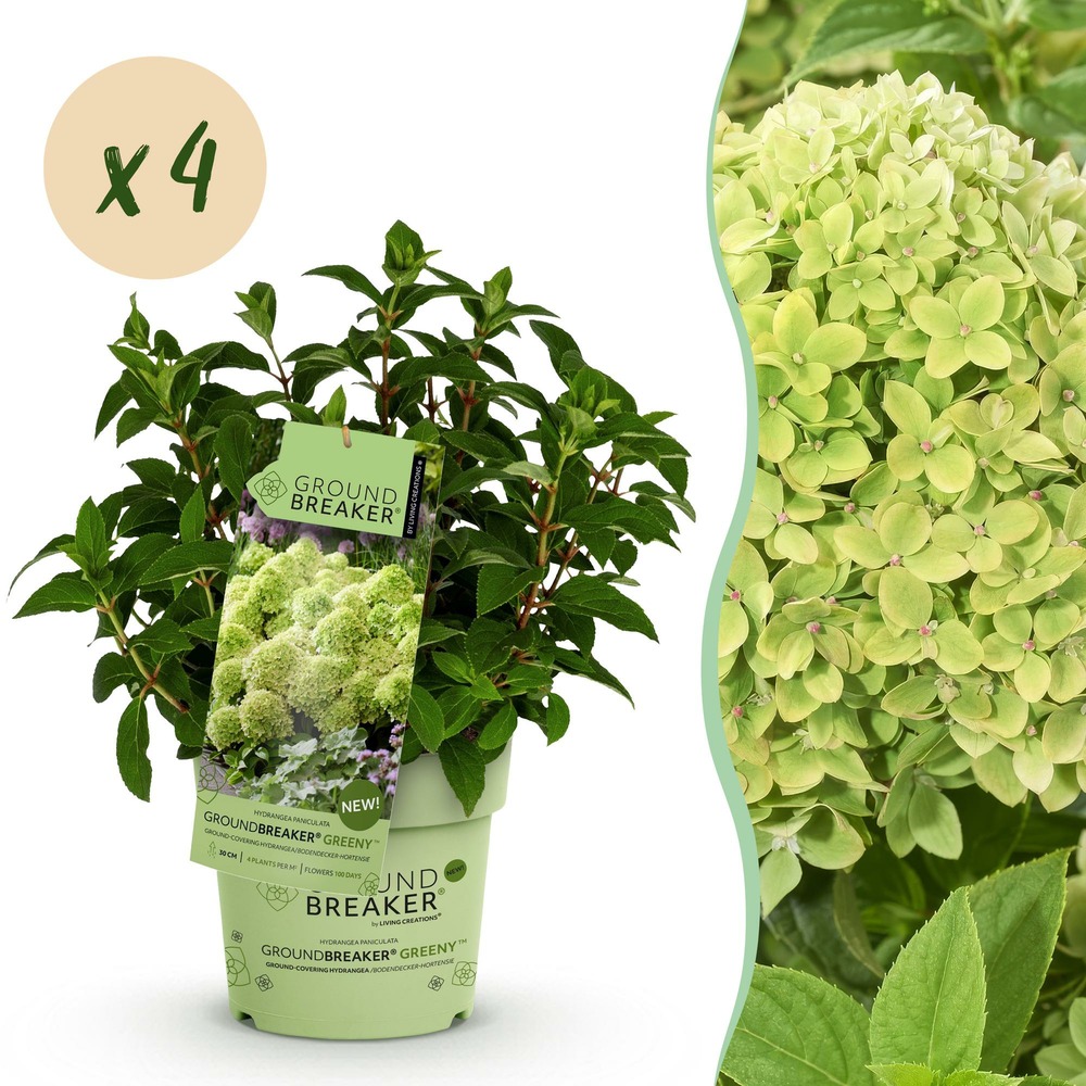 Hortensia groundbreaker greeny - lot de 4 - pot 14 cm - hauteur 20-25 cm