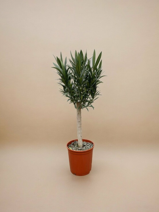 Laurier-rose (nerium oleander) 'rose'