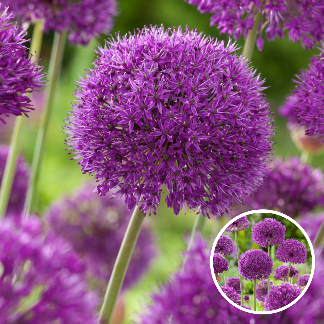 Allium Ambassador - Bulbes à fleurs x3 - Violet / sphériques