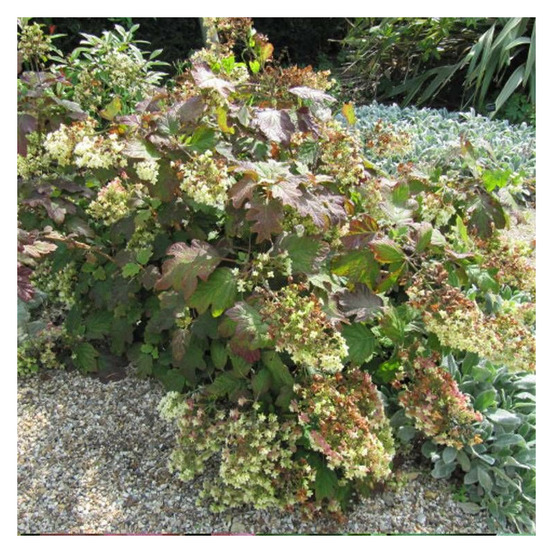 Hortensia à feuilles de chêne alice pot de 4l - 40/60 cm